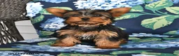 Yorkshire Terrier dogs for sale: Taffy - Ad 5