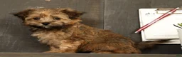 Havapoo dogs for sale: Missy - Ad 4