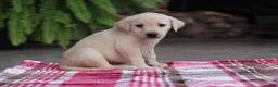 Labrador Retriever dogs for sale: Bella - Ad 2