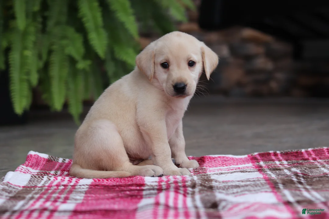 Labrador Retriever dogs for sale: Bella - Ad 2