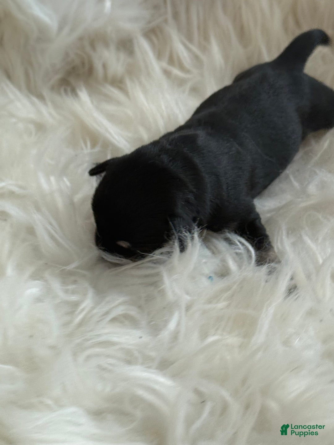 Miniature Schnauzer dogs for sale: Miniature Schnauzer Puppy 5 - Ad 6