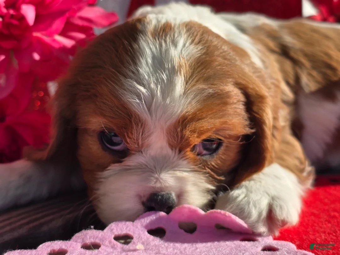 Cavalier King Charles Spaniel dogs for sale: Darla - Ad 13