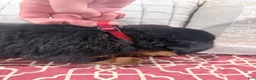 Rottweiler dogs for sale: Red collar boy - Ad 5