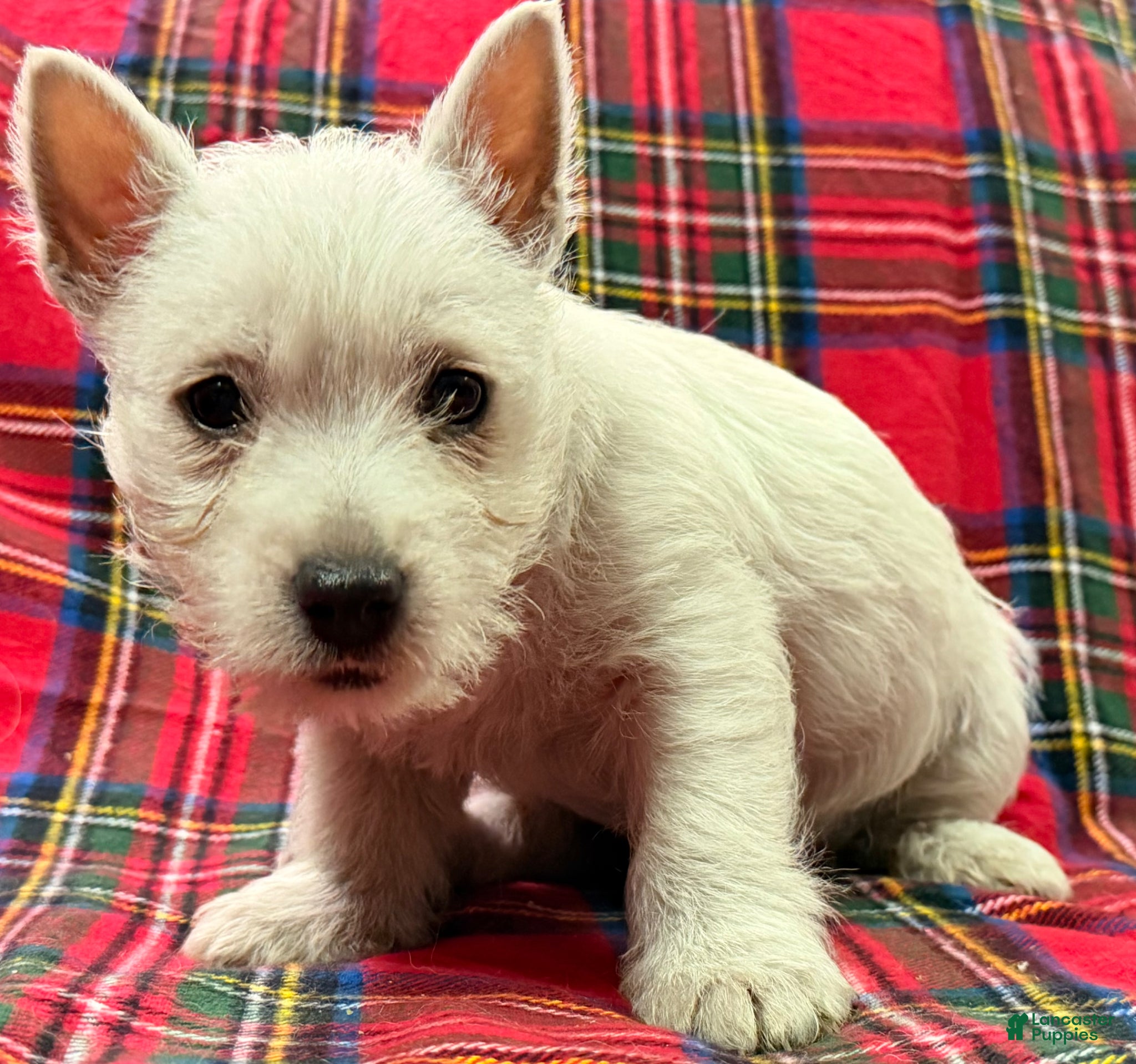 West Highland Terrier dogs for sale: Teyana  - Ad 2
