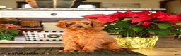 Cavapoo dogs for sale: Merry - Ad 1