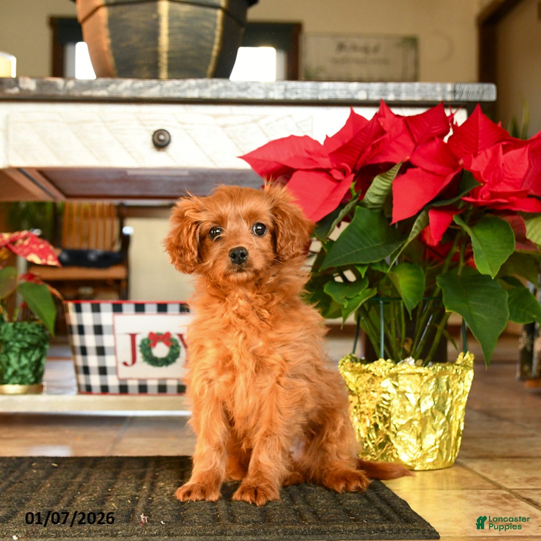 Cavapoo dogs for sale: Merry - Ad 1