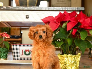 Cavapoo dogs Merry - Ad 31