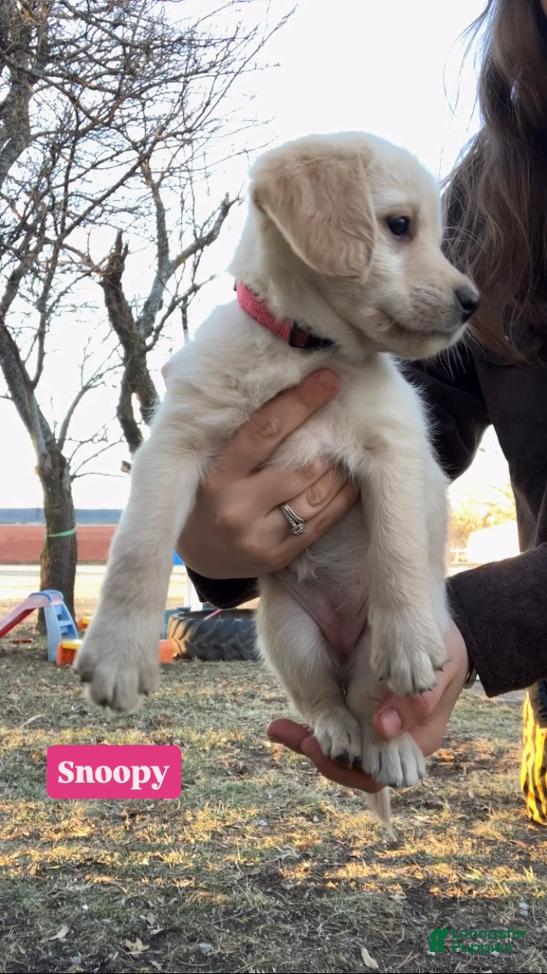 Labradoodle dogs for sale: Snoopy - Ad 1