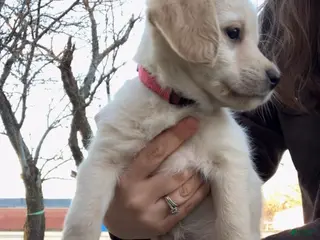 Labradoodle dogs Snoopy - Ad 1