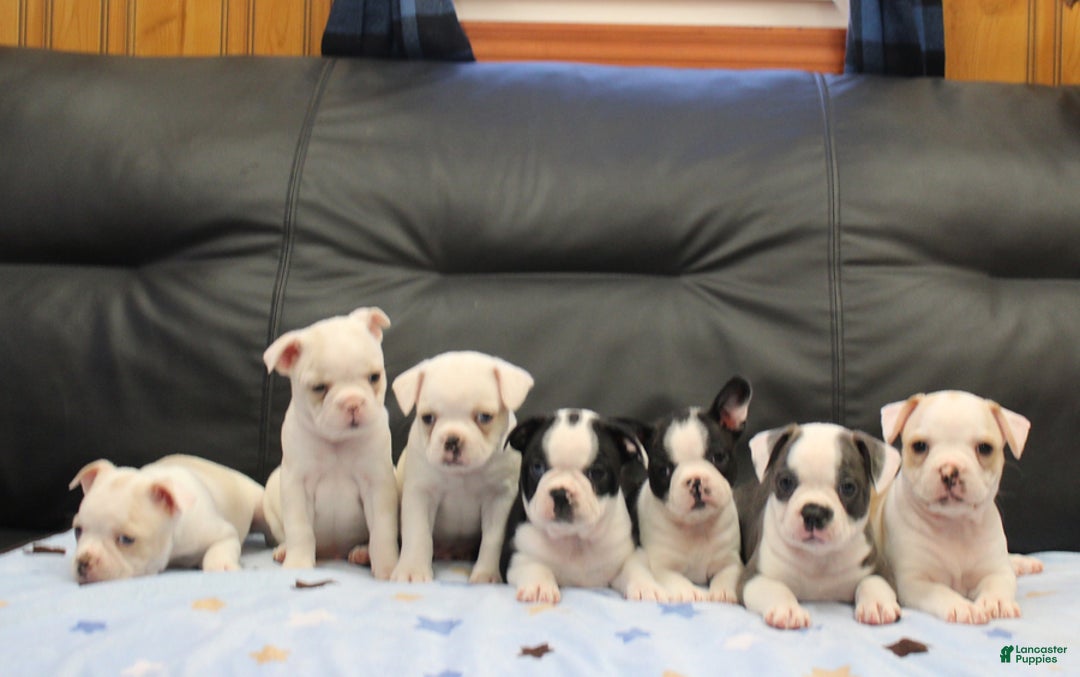 Boston Terrier dogs for sale: Chance - Ad 10
