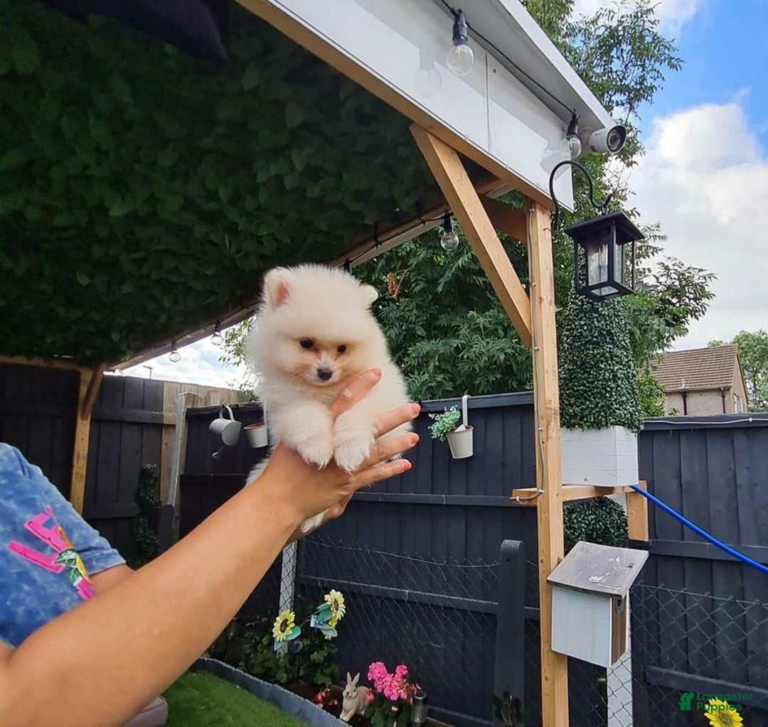 Pomeranian dogs for sale: James - Ad 16