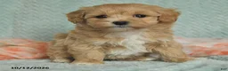 Maltipoo dogs for sale: Mikey - Ad 2