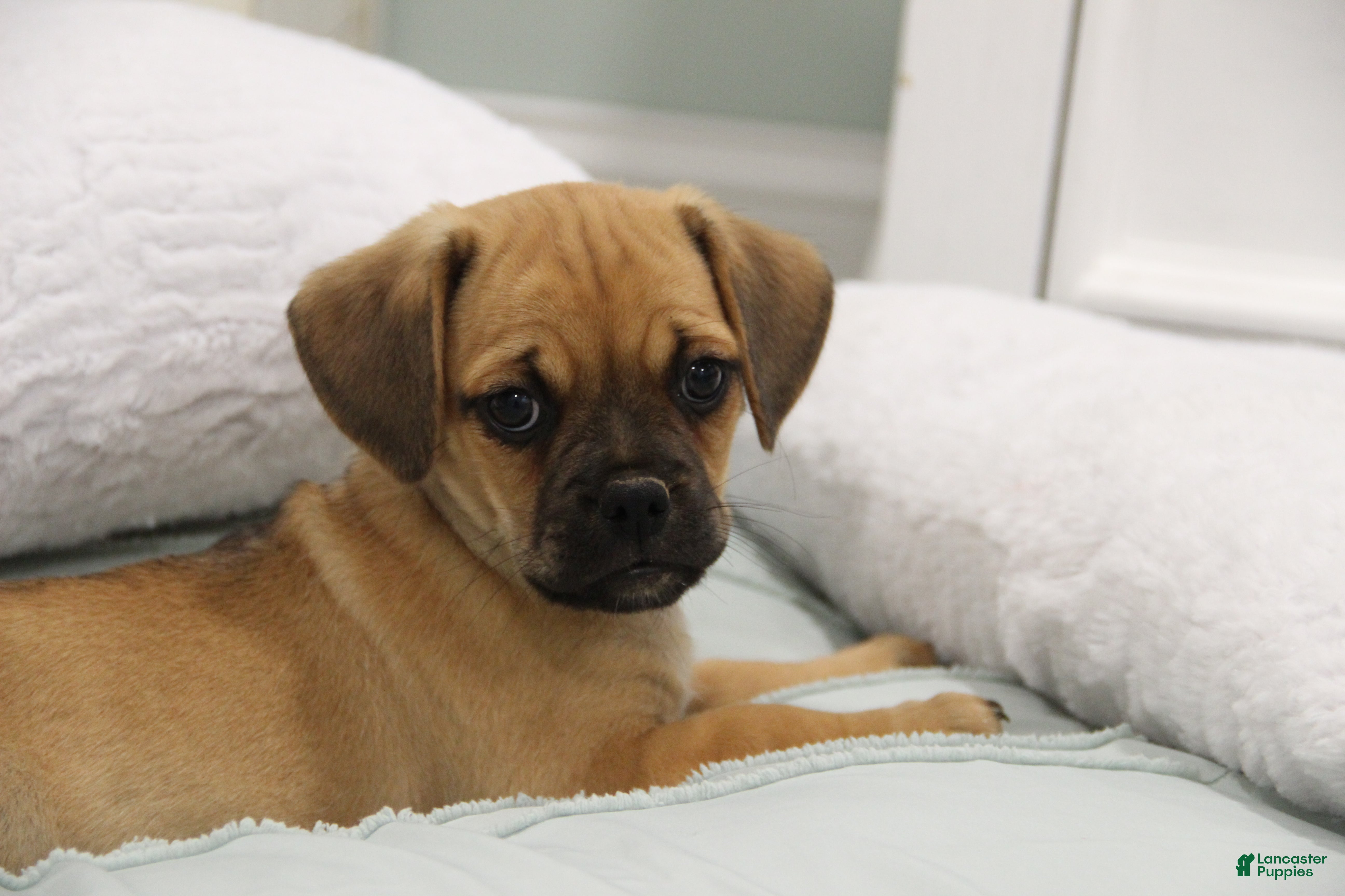 Puggle dogs Liberty - Ad 1