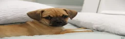 Puggle dogs for sale: Liberty - Ad 1