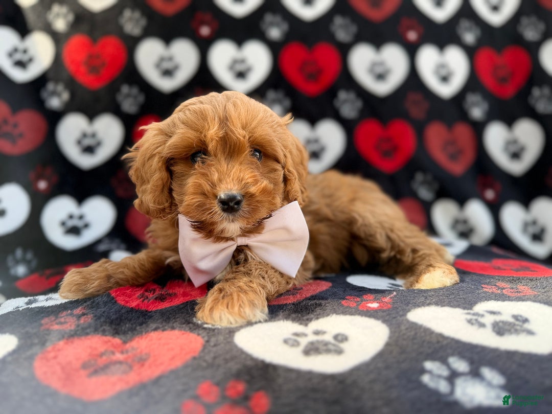 Cavapoo dogs for sale: Doc - Ad 1