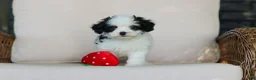 Cavapoo dogs for sale: Brady - Ad 12