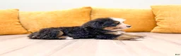 Bernese Mountain Dog dogs for sale: Rover - Ad 4