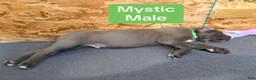Cane Corso dogs for sale: Mystic - Ad 2