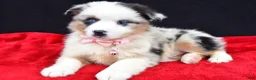 Miniature Australian Shepherd dogs for sale: Ocean - Ad 4