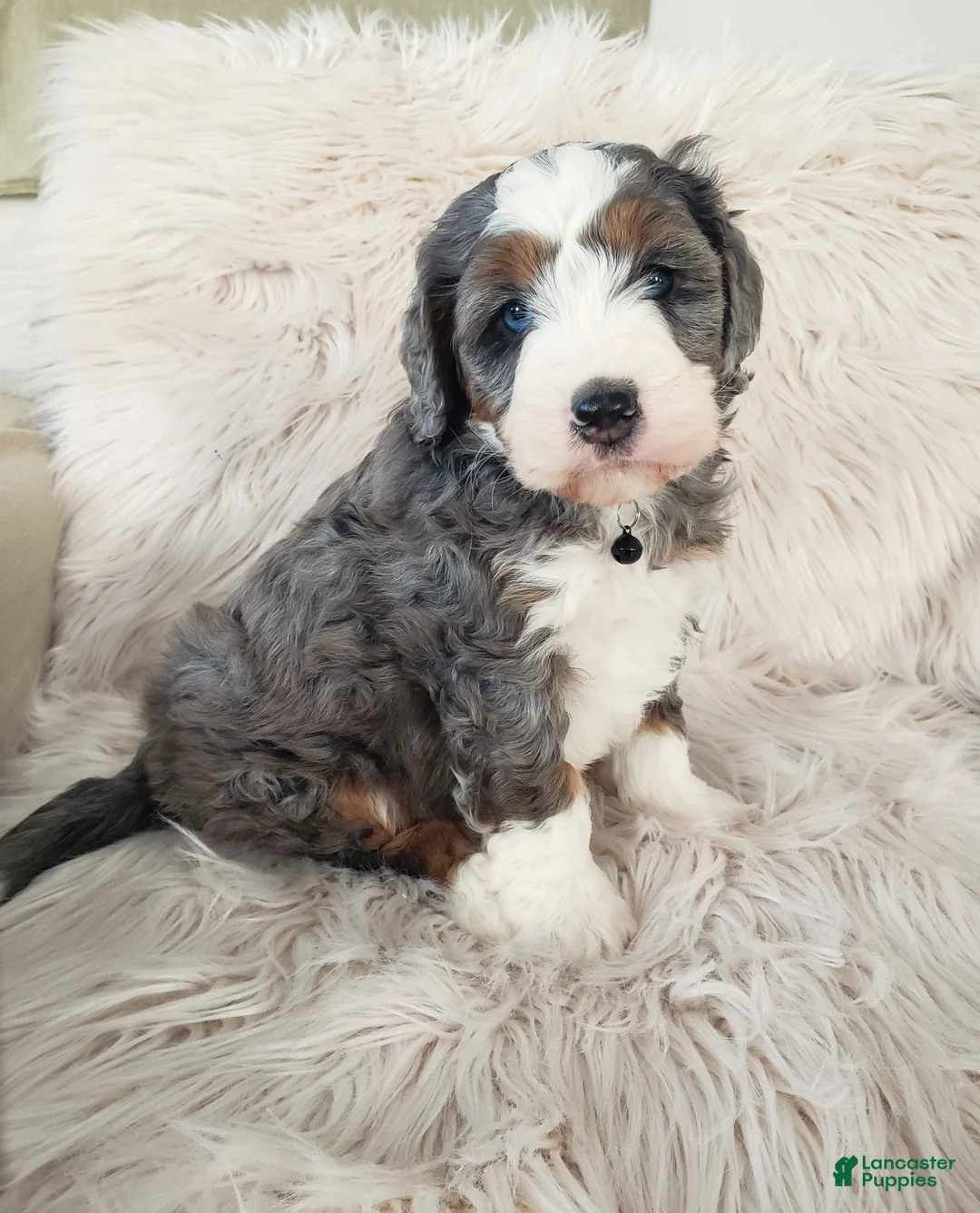Mini Bernedoodle dogs for sale: Koda - Ad 5