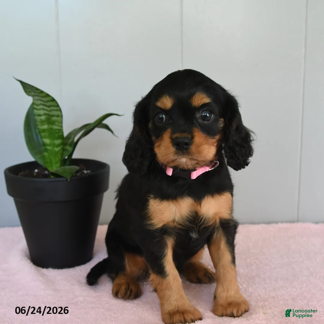 Cavalier King Charles Spaniel dogs for sale: Sunrise - Ad 1