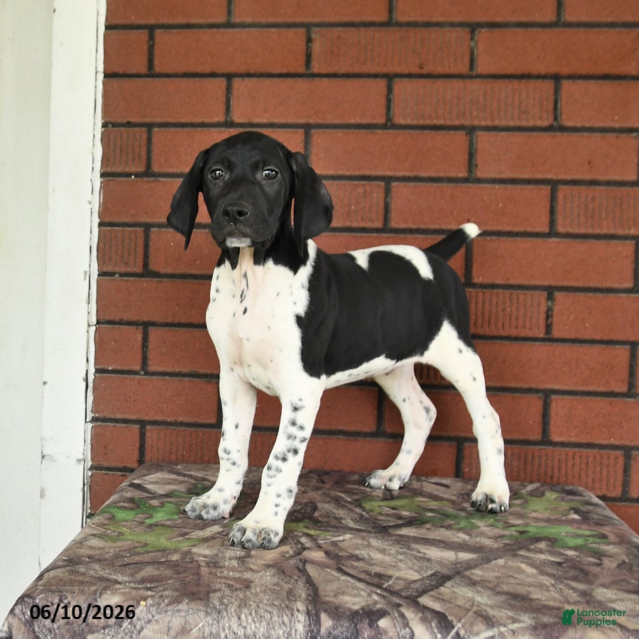 German Shorthaired Pointer dogs Rover  - Ad 2