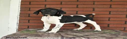 German Shorthaired Pointer dogs for sale: Rover  - Ad 7