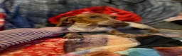 Miniature Dachshund dogs for sale: Miniature Dachshund 1 - Ad 1