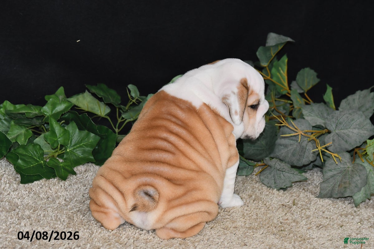 English Bulldog dogs Murphy - Ad 2