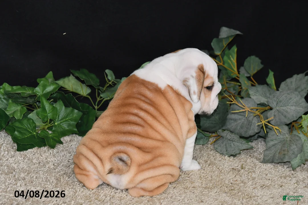 English Bulldog dogs for sale: Murphy - Ad 2