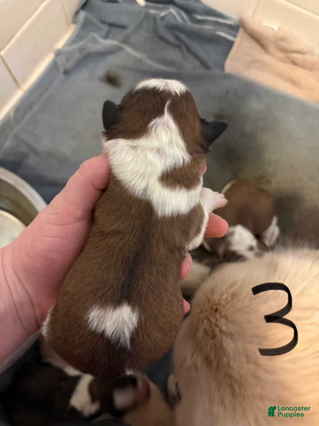 Mixed Breed dogs for sale: Great Bernese Female 3 - Ad 7