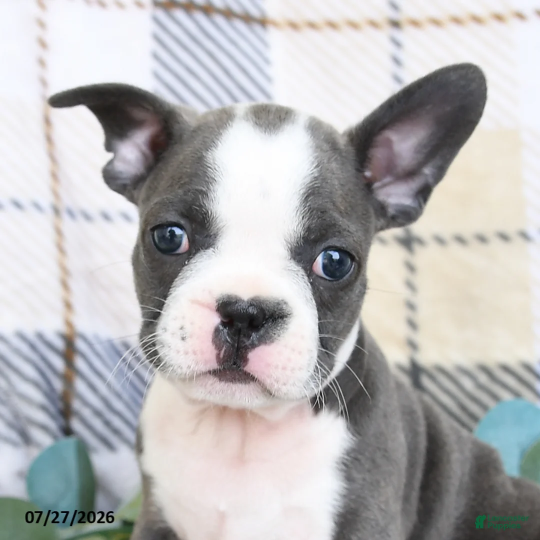 Frenchton dogs for sale: Junior - Ad 5