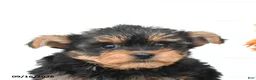 Yorkshire Terrier dogs for sale: Daisy - Ad 5