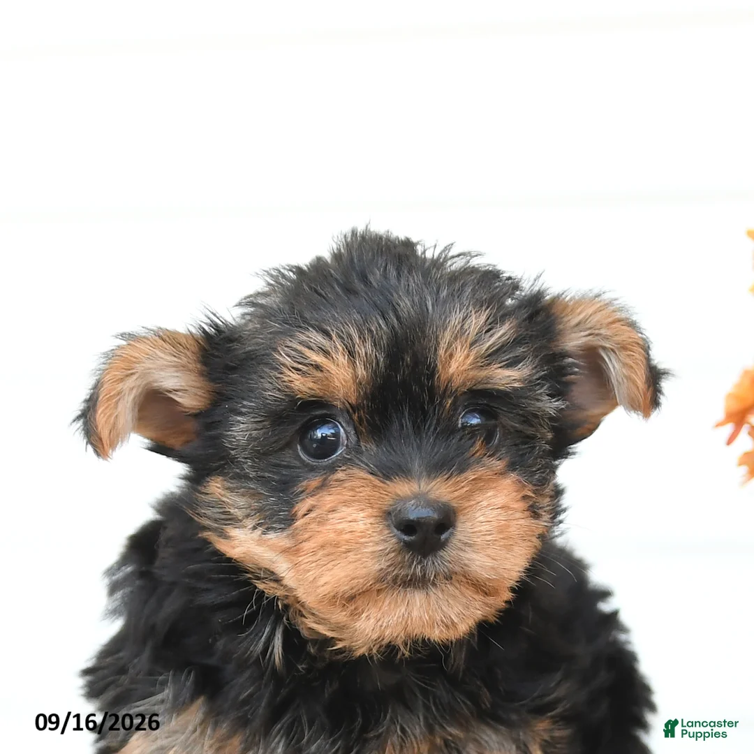 Yorkshire Terrier dogs for sale: Daisy - Ad 5