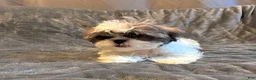 Shih Tzu dogs for sale: Cinnamon  - Ad 3