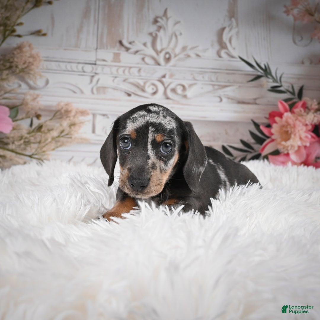 Miniature Dachshund dogs for sale: Phoenix-AKC - Ad 4