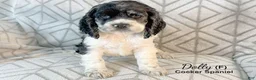 Cocker Spaniel dogs for sale: Dolly - Ad 2
