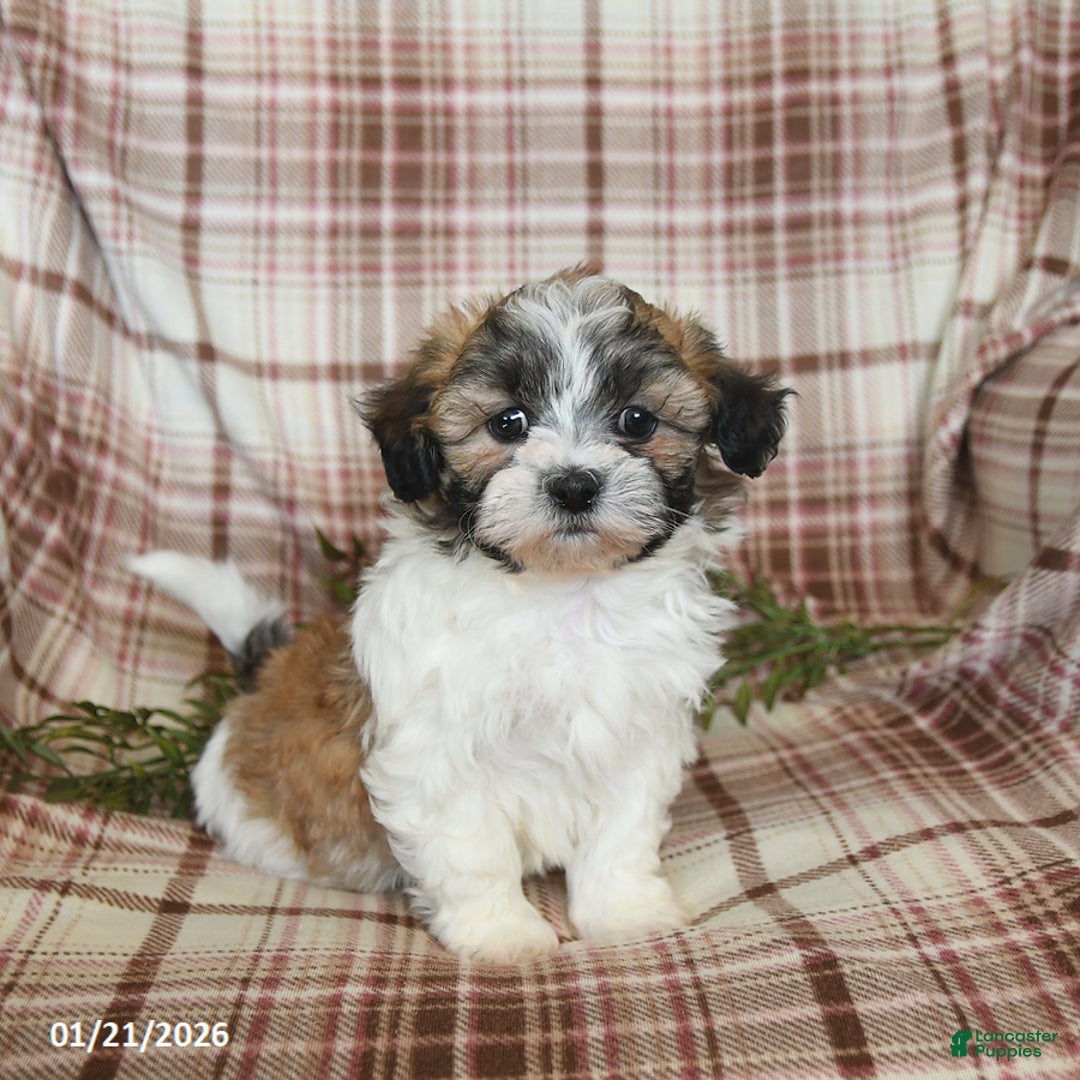 Teddy Bear dogs for sale: North - Ad 1