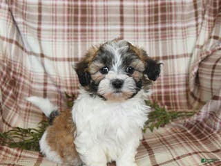 Teddy Bear dogs North - Ad 2