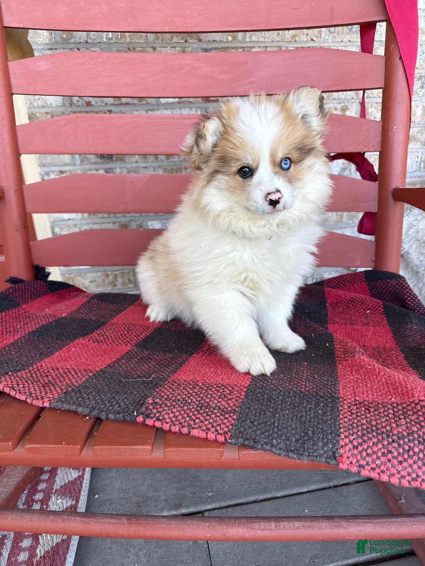 Pomsky dogs Otto - Ad 6