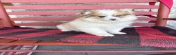 Pomsky dogs for sale: Otto - Ad 1