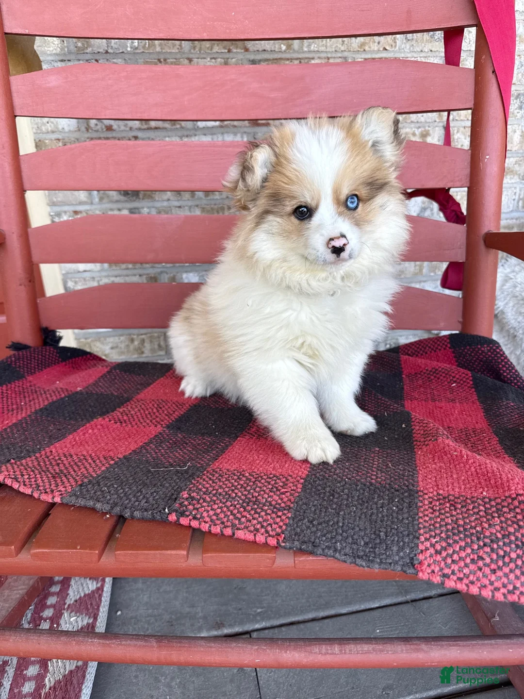 Pomsky dogs for sale: Otto - Ad 1