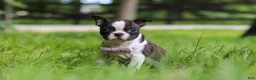 Boston Terrier dogs for sale: Delilah - Ad 6