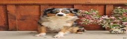Australian Shepherd dogs for sale: Albert - Ad 6