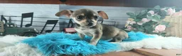 Chihuahua dogs for sale: Brown tan boy chi. Hand delivery  - Ad 2