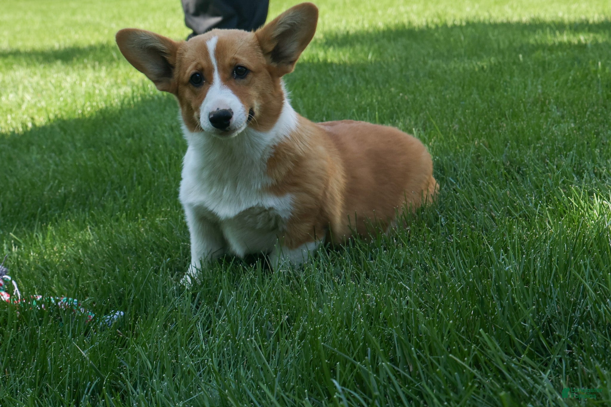 Welsh Corgi Pembroke dogs 🐾 MEET WREN 🐶❤️ - Ad 2