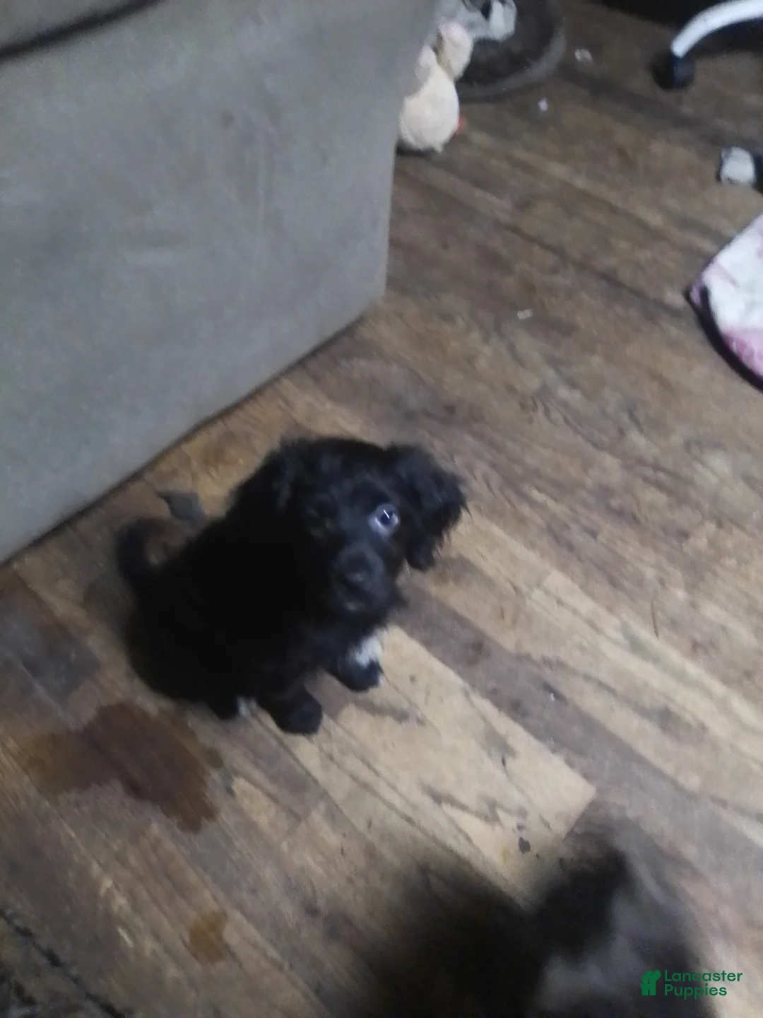 Mini Aussiedoodle dogs for sale: Mini Aussiedoodle Puppy 3 - Ad 1