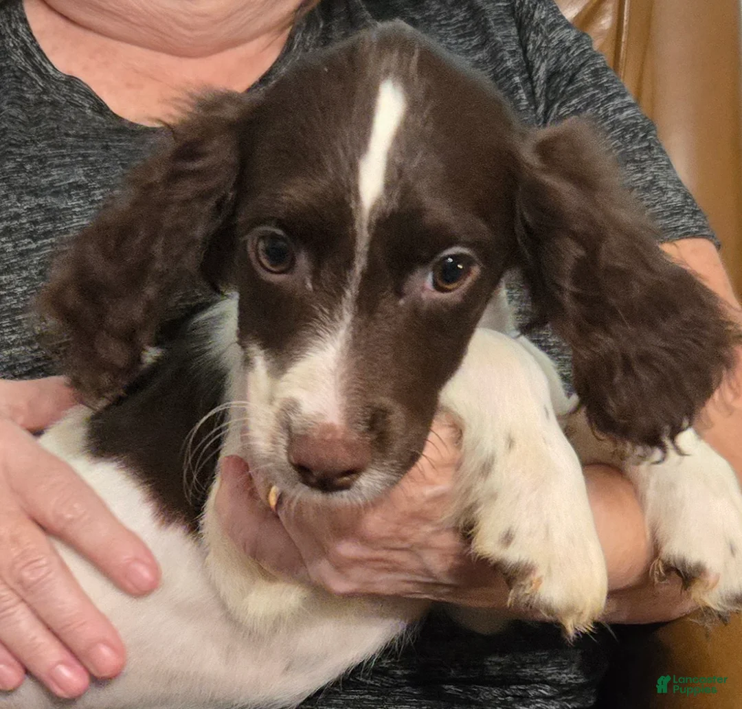 English Springer Spaniel dogs for sale: Flint - Ad 2