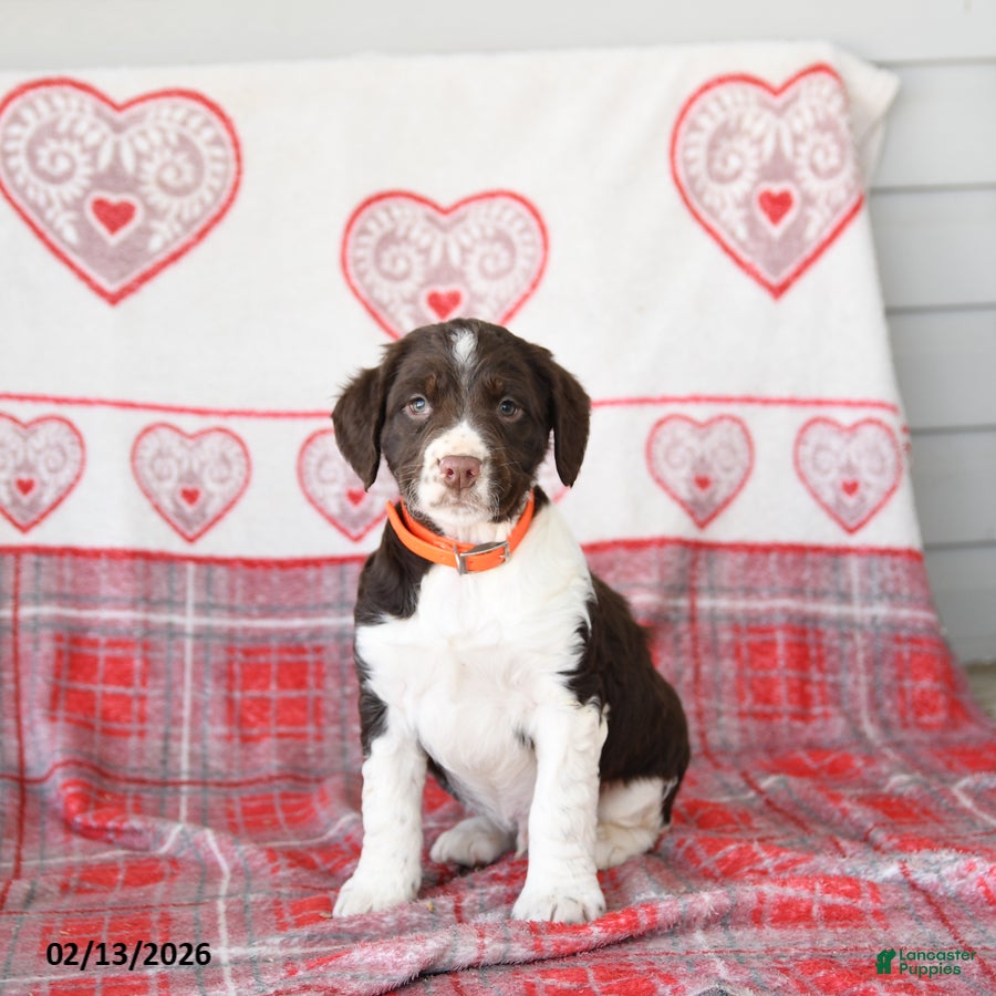 English Springer Spaniel dogs Duess - Ad 10
