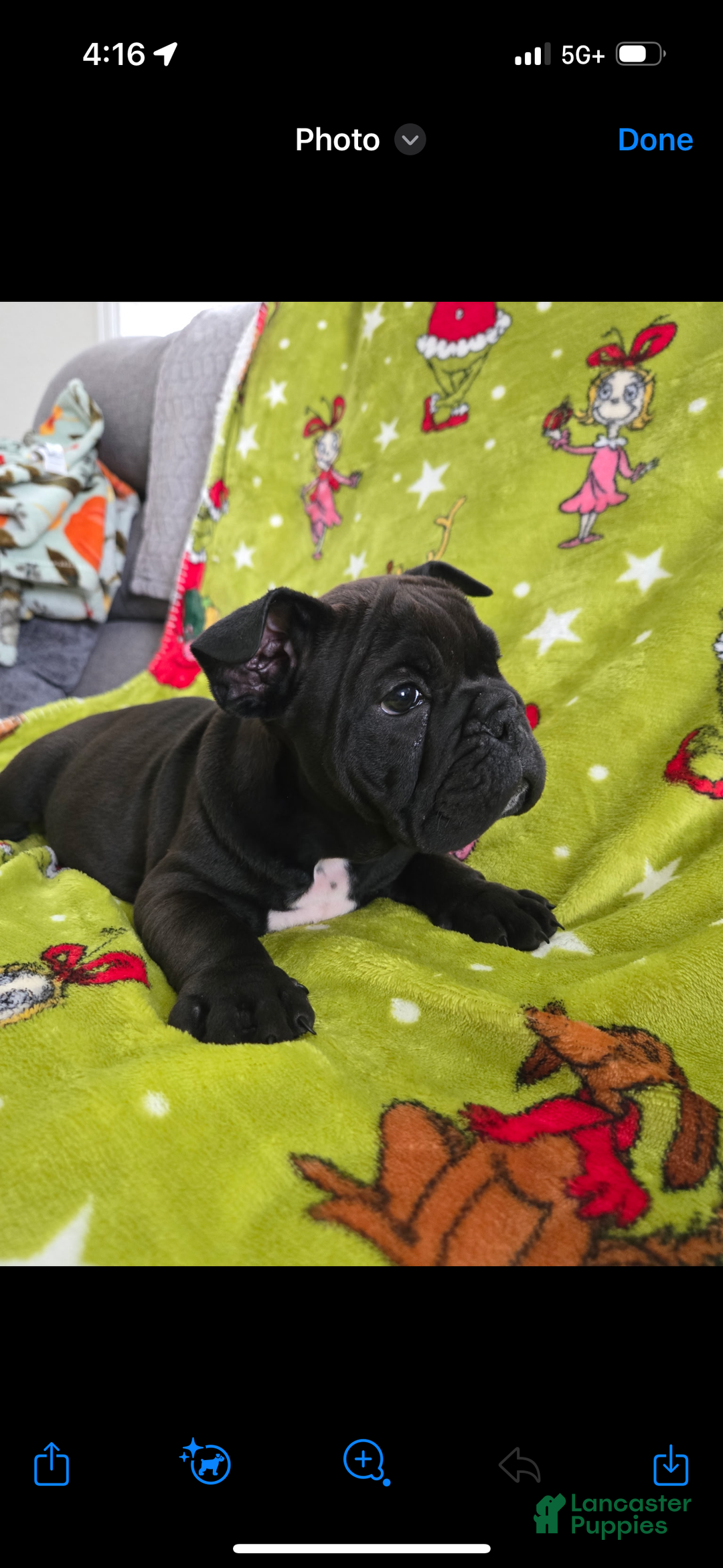 English Bulldog dogs for sale: Lucy - Ad 31
